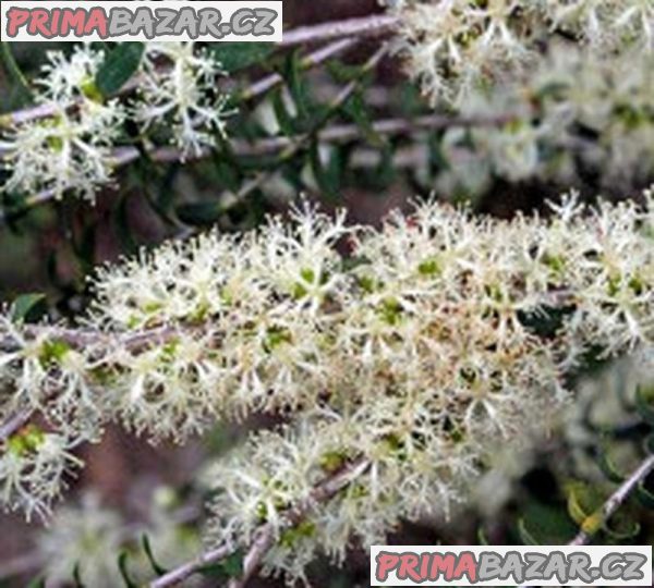 Čajovníkový strom - Melaleuca acuminata