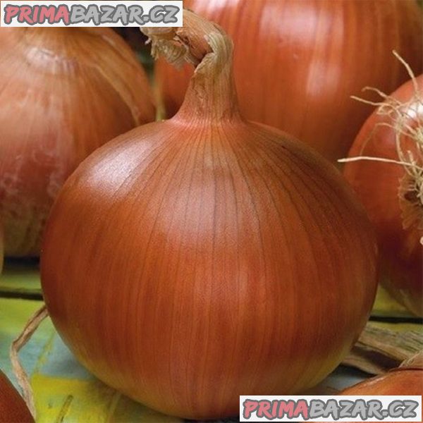 Cibule Morada de Amposta