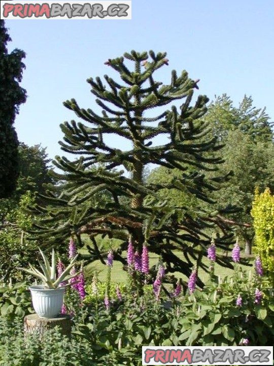 Araucaria araucana „Blahočet chillský“