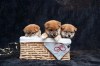 Štěňata Shiba Inu +37060923261