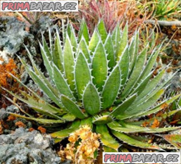 sazenice Agave horrida subsp. horrida _Mexcalmetl_ – fotografie 1
