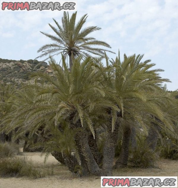 sazenice palma Phoenix theophrasti – fotografie 1