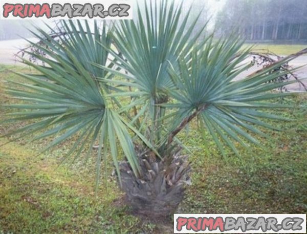 sazenice palma Sabal minor – fotografie 1