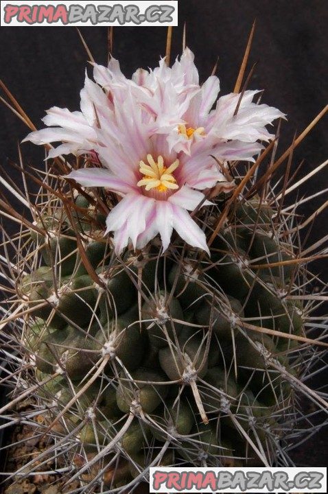 kaktus Eriosyce taltalensis – fotografie 1