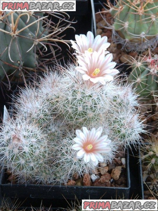kaktus Escobaria Zilziana – fotografie 1