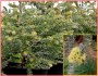 Eucalyptus kruseana - Blahovičník - semena