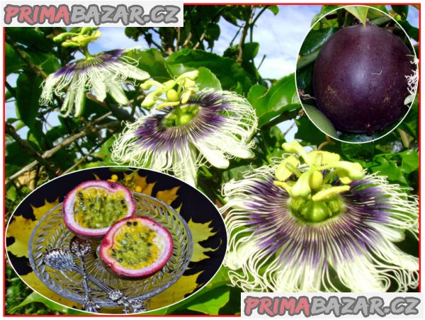 Passiflora edulis - Mučenka jedlá - semena – fotografie 1