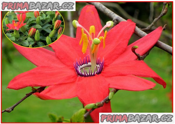 Passiflora manicata - Mučenka - semena – fotografie 1