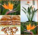 naklíčená semena Strelitzia Reginae