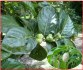 Noni citrusolistá - Morinda citrifolia - semena