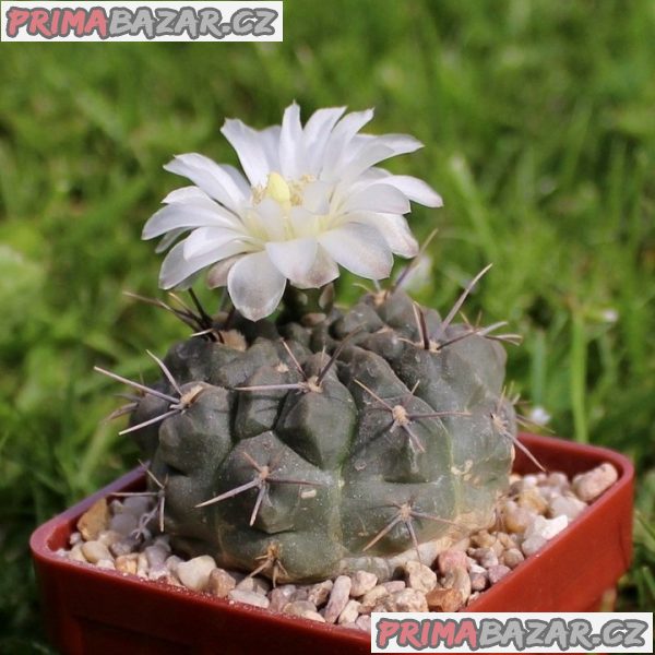 kaktus Gymnocalycium chubutense – fotografie 1