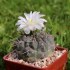 kaktus Gymnocalycium chubutense