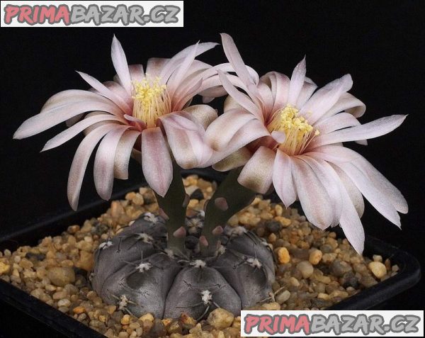 kaktus Gymnocalycium berchtii – fotografie 1