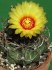 kaktus Astrophytum capricorne