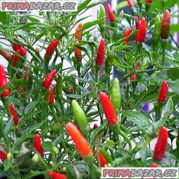 Chilli Bird Eye Demon - semena – fotografie 1