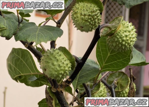 Datura Stramonium - Durman obecný - semena – fotografie 1