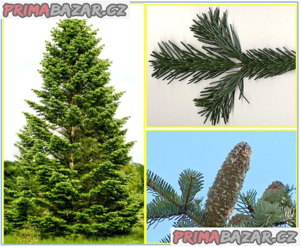 Jedle kavkazská - Abies nordmanniana - semena – fotografie 1