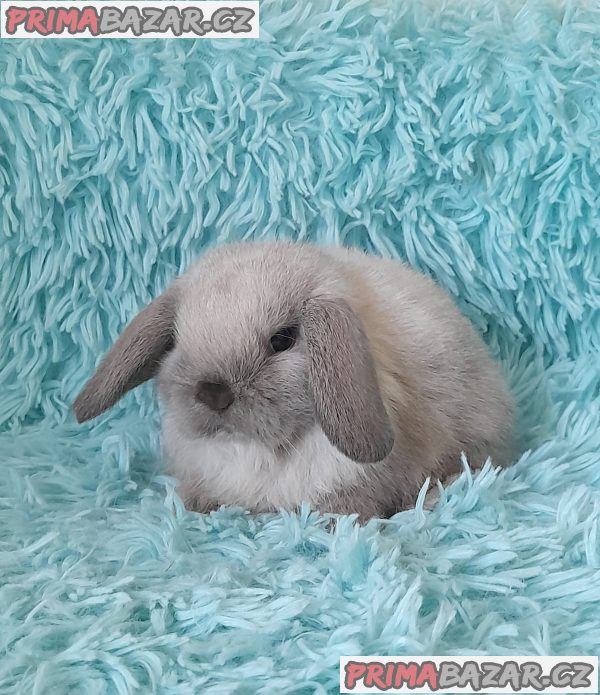 Zakrslí MINI beránci Minilop s VP – fotografie 3