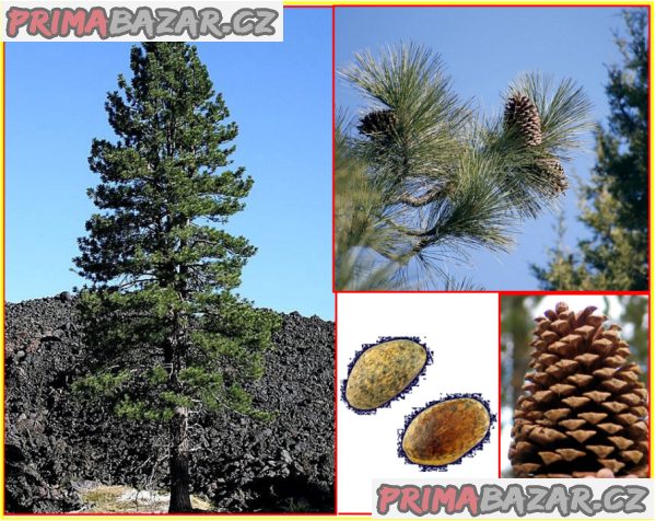 sazenice Borovice Jeffreyova - Pinus Jeffreyi – fotografie 1