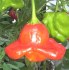 Chilli Bishop_s Crown - semena