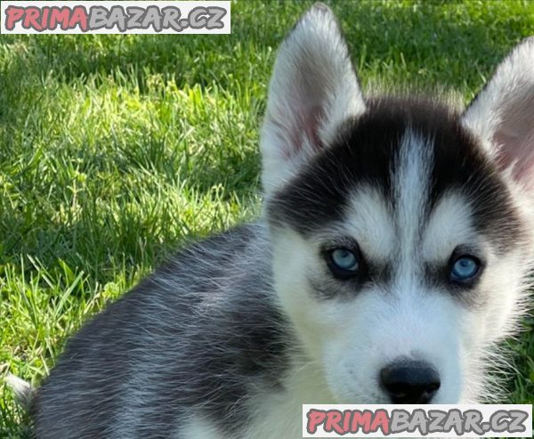 Sibiřský husky - ihned k odběru – fotografie 2