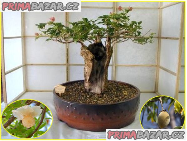 sazenice  Baobab – fotografie 1