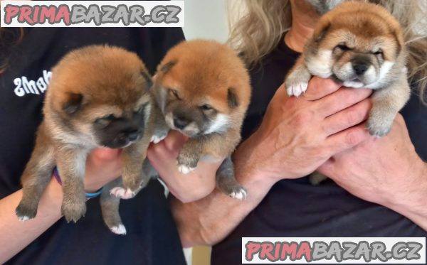 Shiba inu – fotografie 1