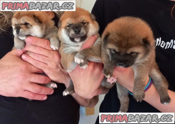 Shiba inu – fotografie 2