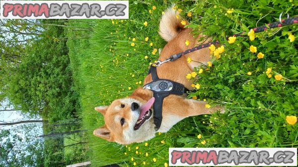 Shiba inu – fotografie 4