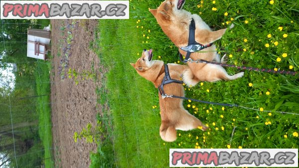 Shiba inu – fotografie 5