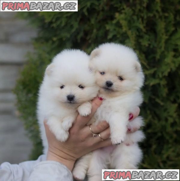 Krásné štěně pomeraniana k adopci. – fotografie 1
