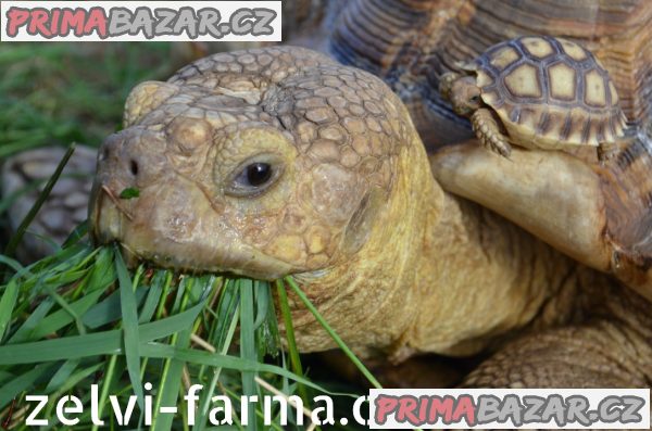 SUCHOZEMSKÉ ŽELVY OSTRUHATÉ – vlastní odchov! – fotografie 1