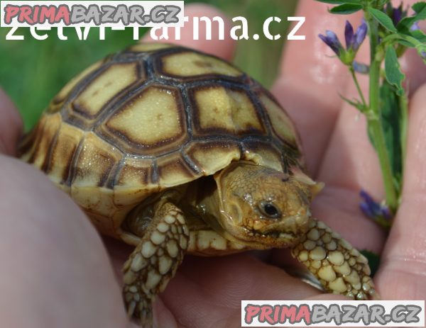 SUCHOZEMSKÉ ŽELVY OSTRUHATÉ – vlastní odchov! – fotografie 2