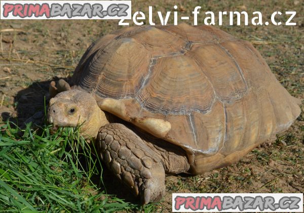 SUCHOZEMSKÉ ŽELVY OSTRUHATÉ – vlastní odchov! – fotografie 5
