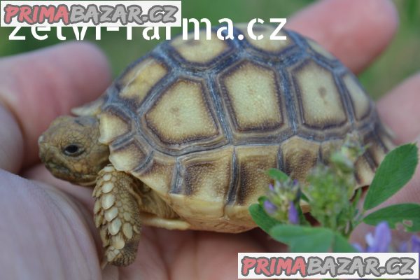 SUCHOZEMSKÉ ŽELVY OSTRUHATÉ – vlastní odchov! – fotografie 6