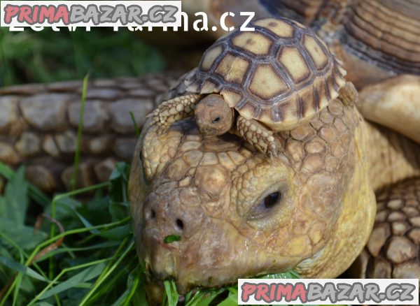 SUCHOZEMSKÉ ŽELVY OSTRUHATÉ – vlastní odchov! – fotografie 7