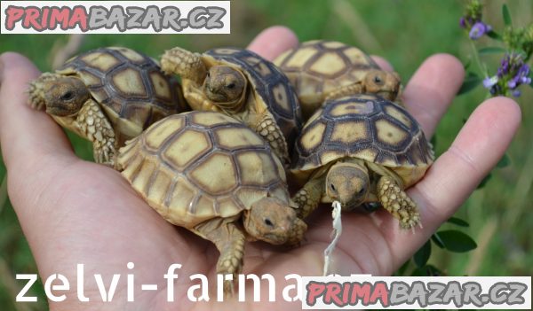SUCHOZEMSKÉ ŽELVY OSTRUHATÉ – vlastní odchov! – fotografie 9