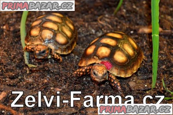 ŽELVY UHLÍŘSKÉ – vlastní odchov! – fotografie 2