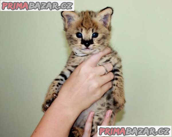 Savannah koťátka serval a caracal 4 týdny stará. – fotografie 1