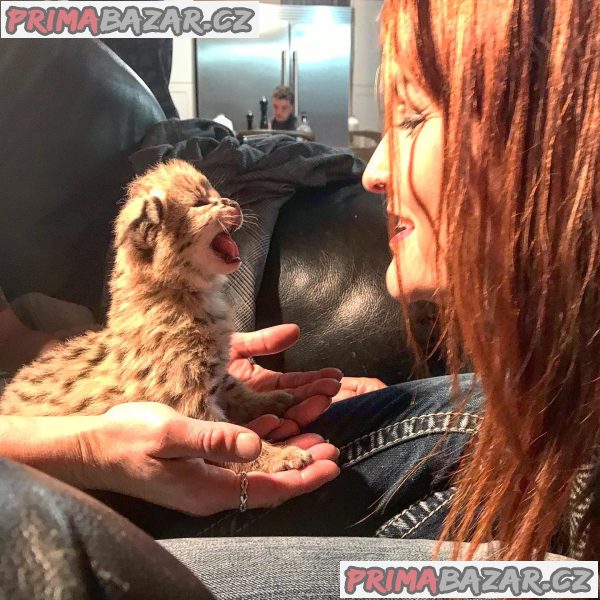 Savannah koťátka serval a caracal 4 týdny stará. – fotografie 3