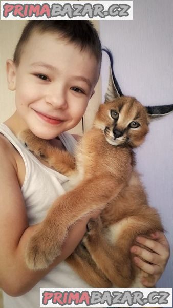 Savannah koťátka serval a caracal 4 týdny stará. – fotografie 4
