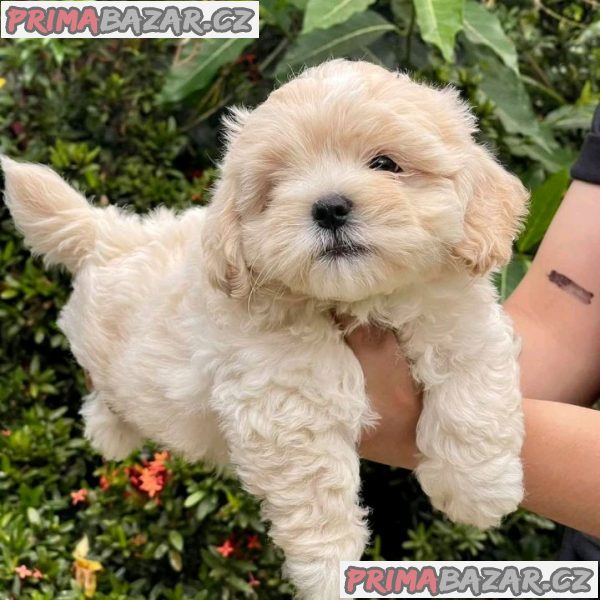 Stunning Maltipoo puppy Available For Adoption. – fotografie 2