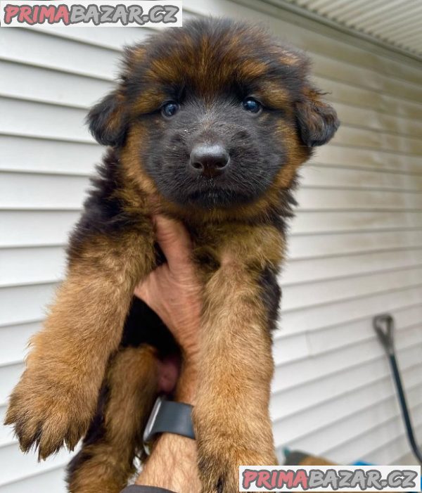 Beautifull German Shephared puppy Available For Adoption. – fotografie 1