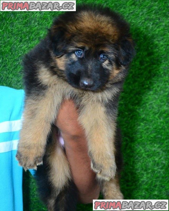 Beautifull German Shephared puppy Available For Adoption. – fotografie 2