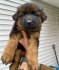 Beautifull German Shephared puppy Available For Adoption.