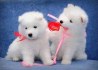 Lovely Samoyed puppy Available For Adoption.