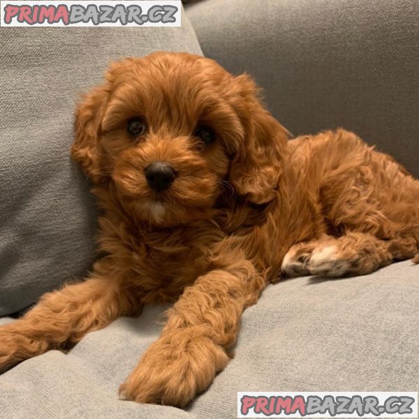 Beautifull Cavapoo puppy Available For Adoption. – fotografie 1