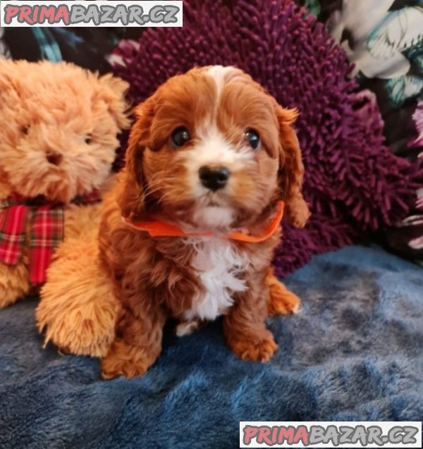 Beautifull Cavapoo puppy Available For Adoption. – fotografie 2