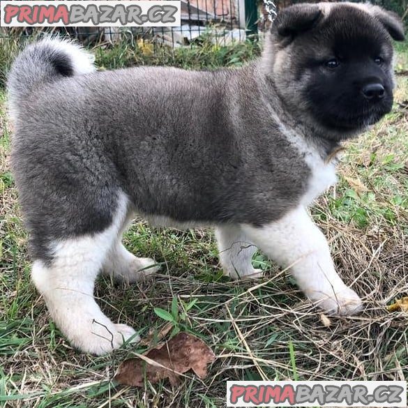 amazing Akita puppy Available For Adoption. – fotografie 2