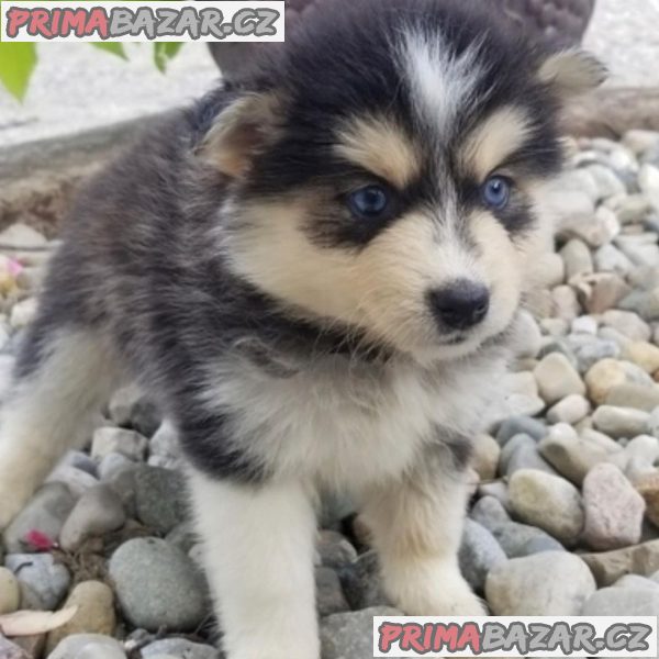 Lovely Pomsky puppy Available For Adoption. – fotografie 1
